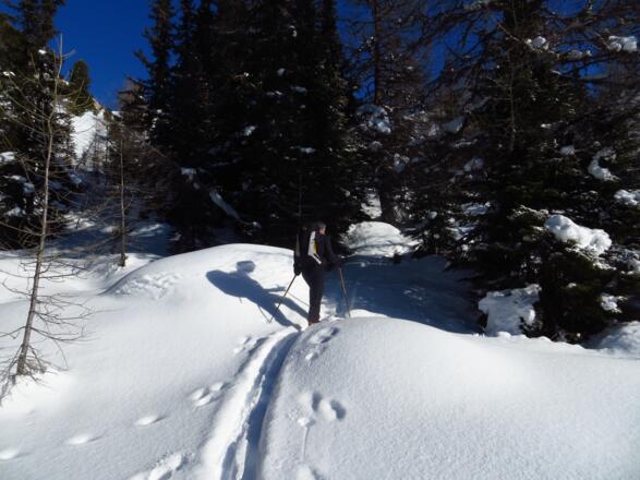 Knapp unterhalb der Waldgrenze wird es etwas flacher