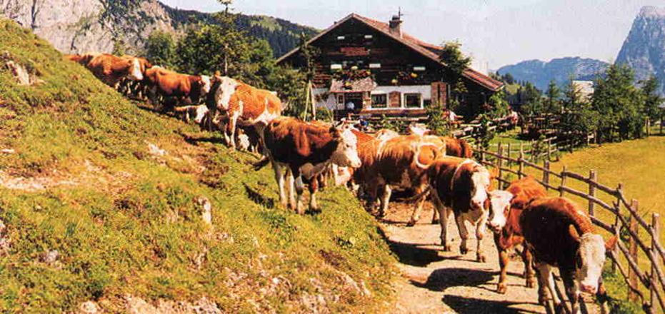 Kühe am Weg
