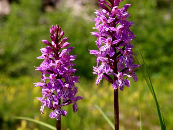 Knabenkraut Schiefersteingipfel 1206 m