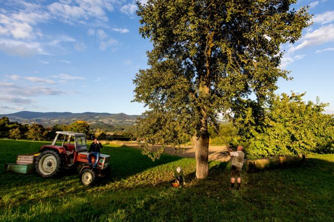 Hirschbirnernte im Naturpark Pöllauer Tal in der Oststeiermark