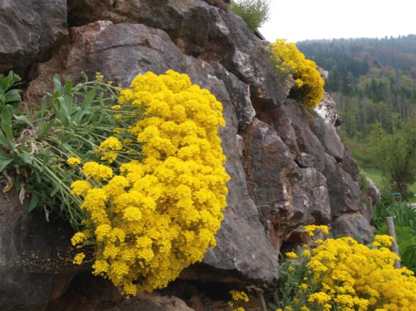 Start: Stützmauer am Hof 810 m