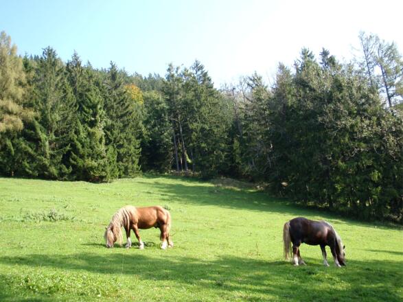Wiesenweg links bei 840 m