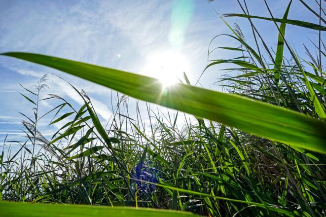 Schilf im Rheindelta