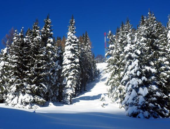 Schneise zum Gr. Mitterbergsender