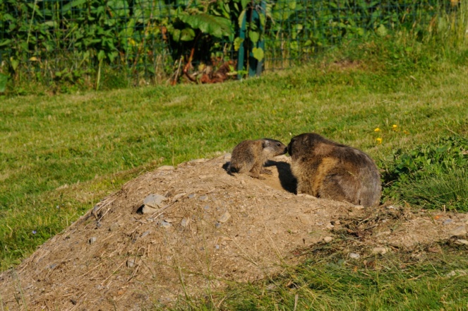 Murmeltiere