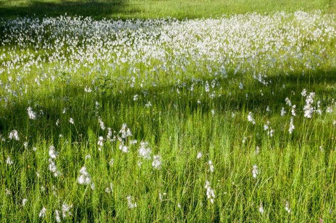 Moorgebiet - Wollgras