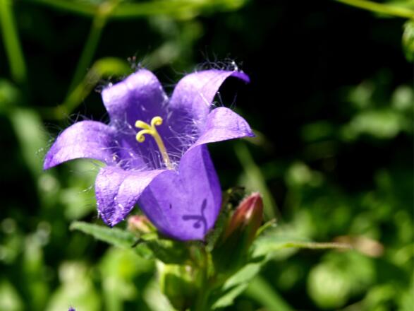 Glockenblume am Abstieg um 800m