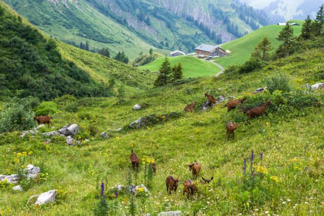 Blick auf Batzenalpe