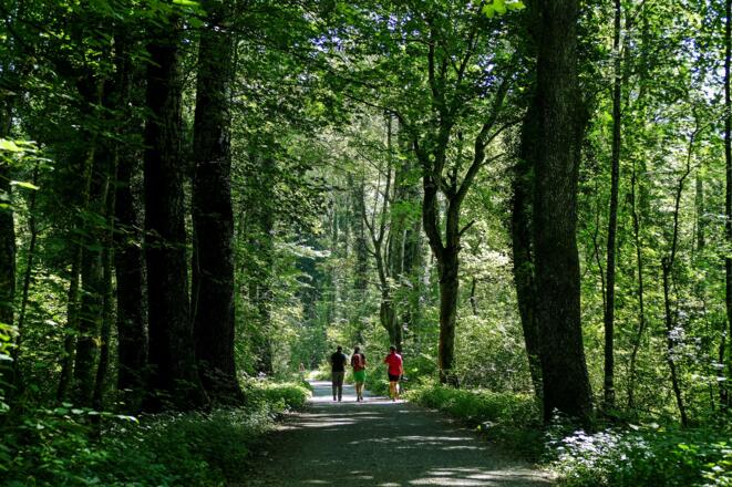 Durch den Auwald im Rheinholz