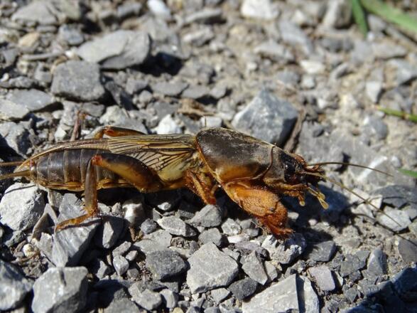 Und ein krönender Abschluss: eine Maulwurfsgrille sagt &quot;und pfüat di&quot;!