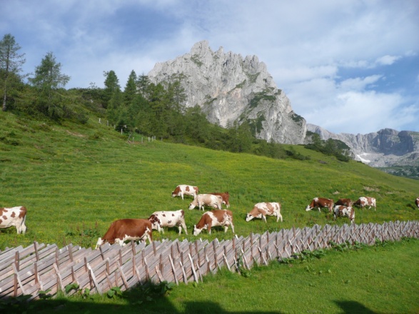 Kühe auf der Alm