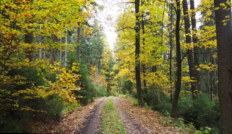 Forststraße ca. 960m