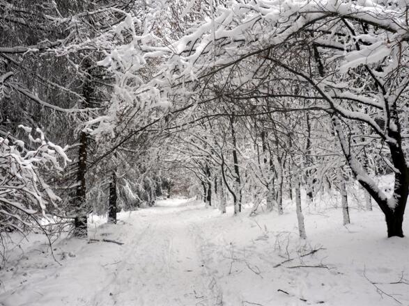 Baumtunnel ab Wegkreuz Süd 477m