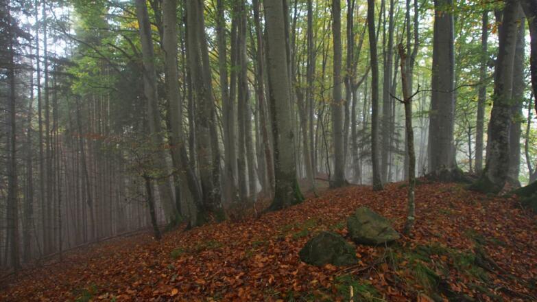 Keine Aussicht vom Gipfel des Wachbergs, der inmitten des Waldes liegt.