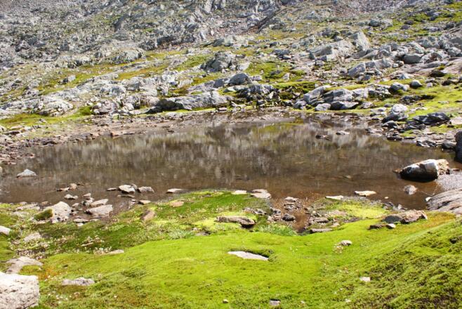 Saftig grüne Moose rund um die Seen am Klafferkessel