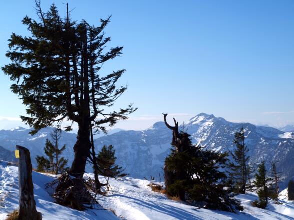 Beginn Eibenbergschneid 1550m