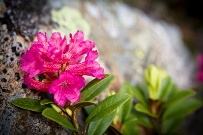 Almrausch in den Tauern
