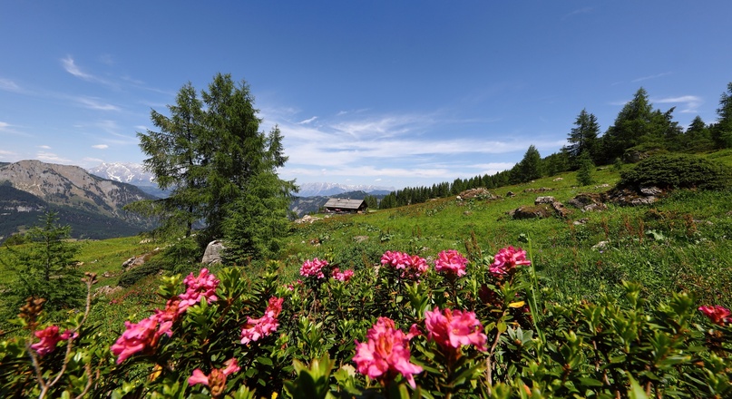 Saukaralm im Großarltal