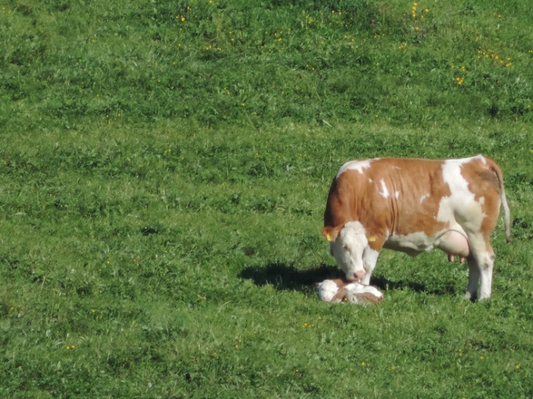 Geburt eies Kalbs auf der Weide