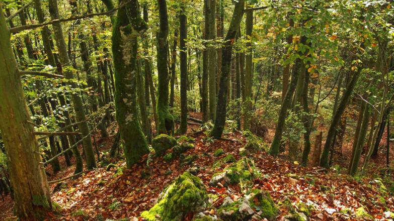 Gratverlauf; immer wieder muß Schrofengelände passiert werden.