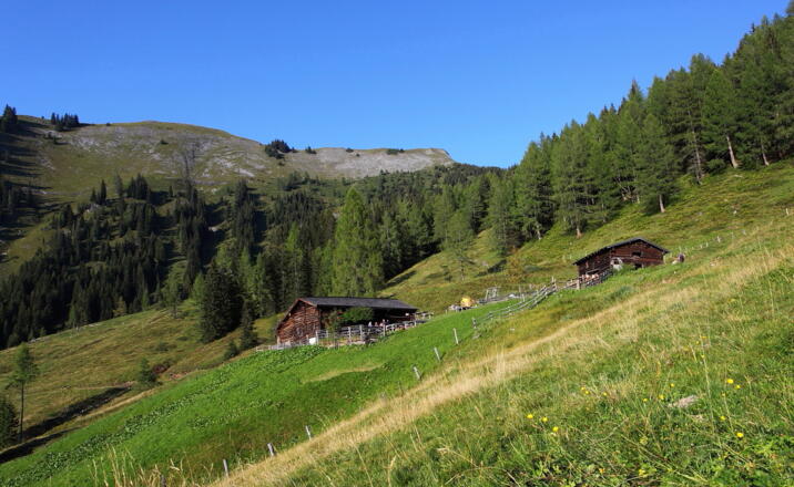 Karseggalm