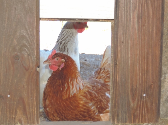 Frische Eier von unseren Hühnern