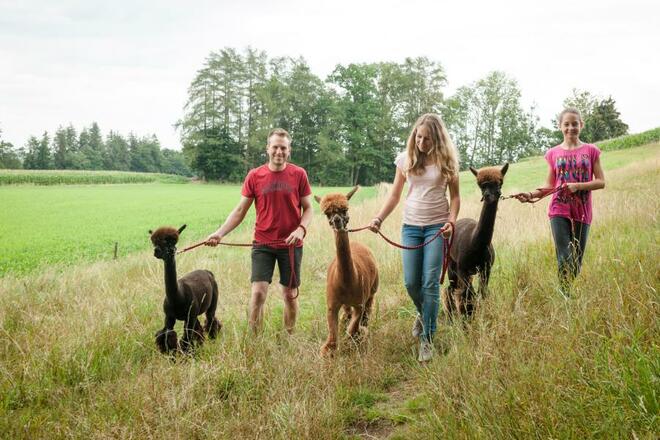 Tiererlebnis Alpakas