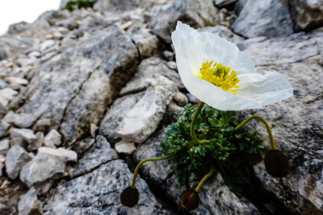 Alpenmohn
