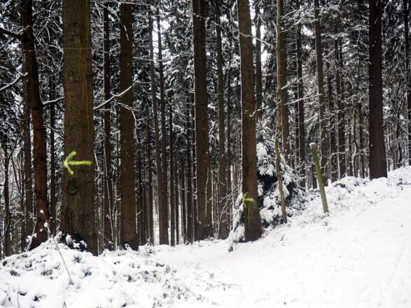 Forstweg links verlassen, ca. 380 m