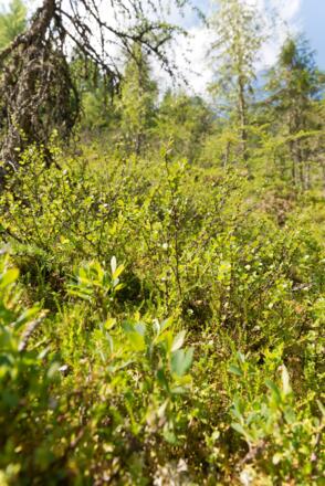 Einzigartige Flora im Naturschutzgebiet Toteisboden