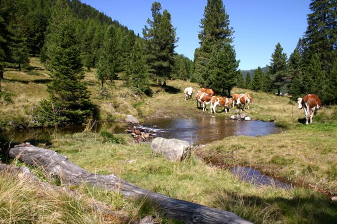 Wanderung durch die Nockberge ausgehend von Schönfeld