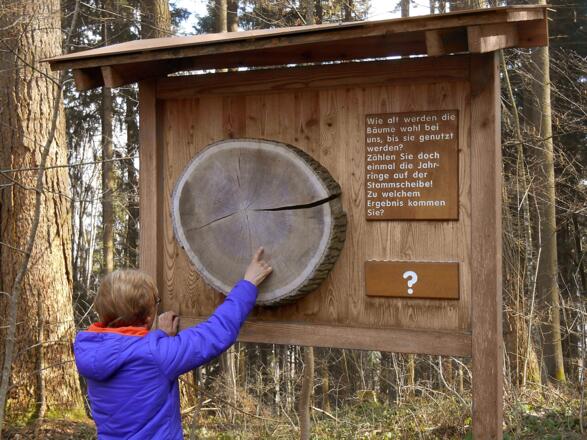 Baumjahresringe-Schautafel