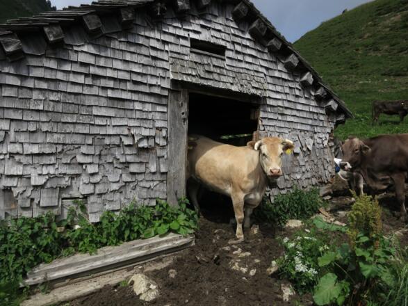 Auf der Hochalpe Schäfis nutzen die Rinder die alte noch nicht verfallene Hütte als Unterschlupf.