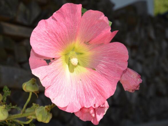 Blume rosa