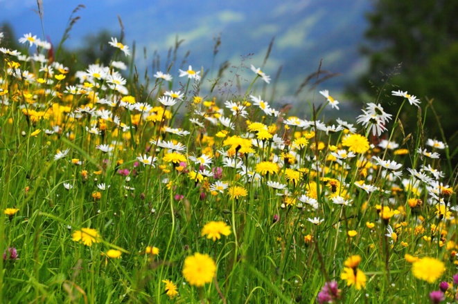 Blumen am Wegesrand