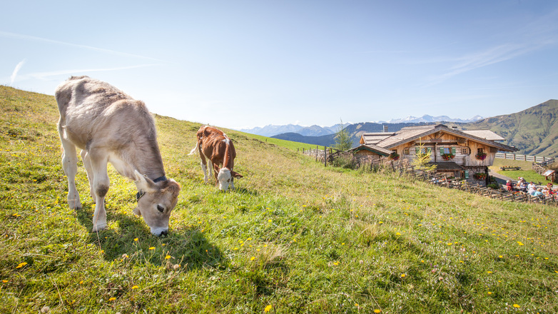 auf der Almwiese vor der Bürglalm