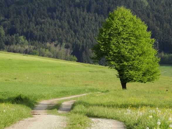 Weg