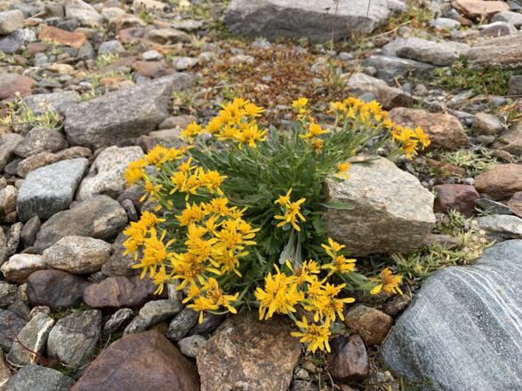 Blumen am Fuße des Silvrettagletscher
