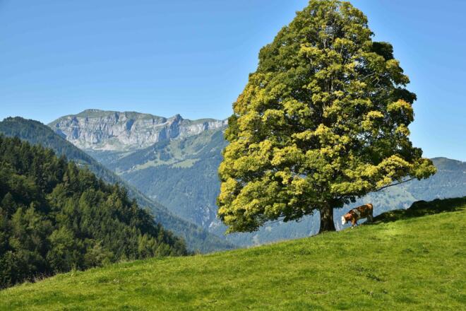 Kuh auf Wiese im Brandenberger Tal