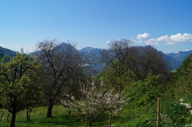 Baumblüte im Frühling