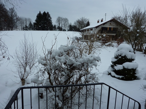 Blick vom Eingang auf den Buchwald mit Nachbarhaus.