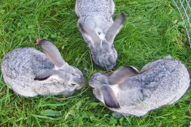 Hasen vom Niederauer Hof