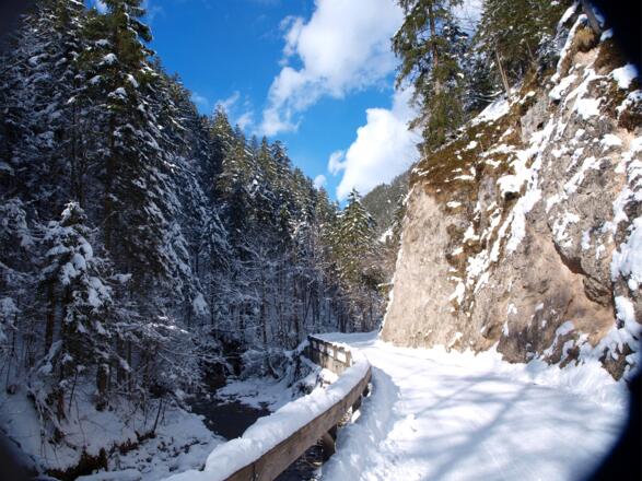 Am Güterweg Weißenbachtal um 690m