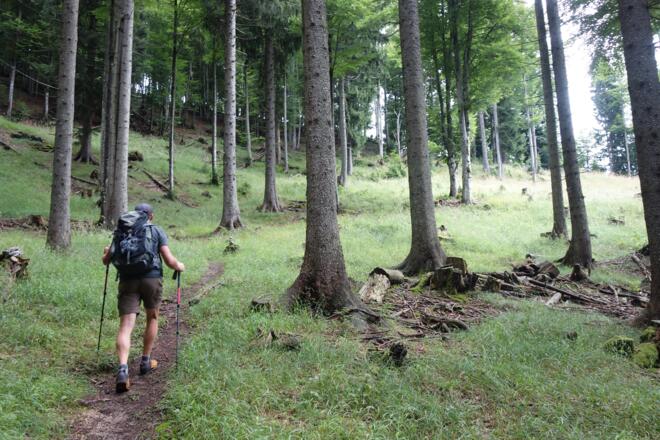schöne Waldwege