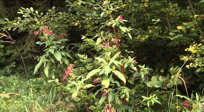 Donausteig - Wandertipp Haibach Rundweg: Schlögener Schlinge