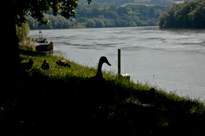 Donau bei Ottensheim