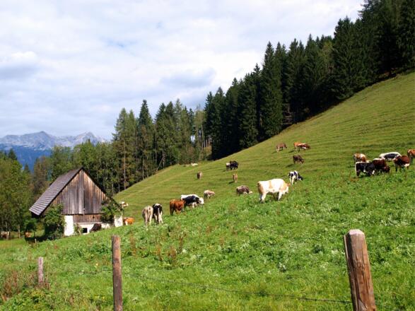 Buchebnerreith Viehunterstand 884 m