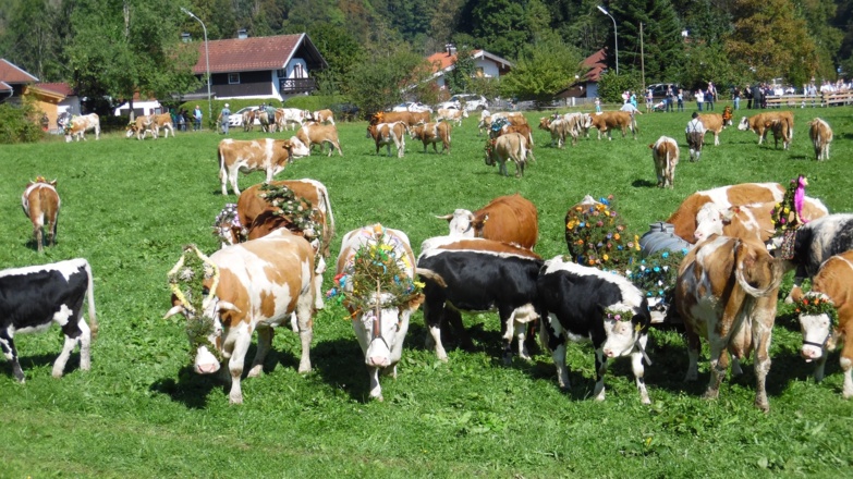 Almabtrieb im Chiemgau
