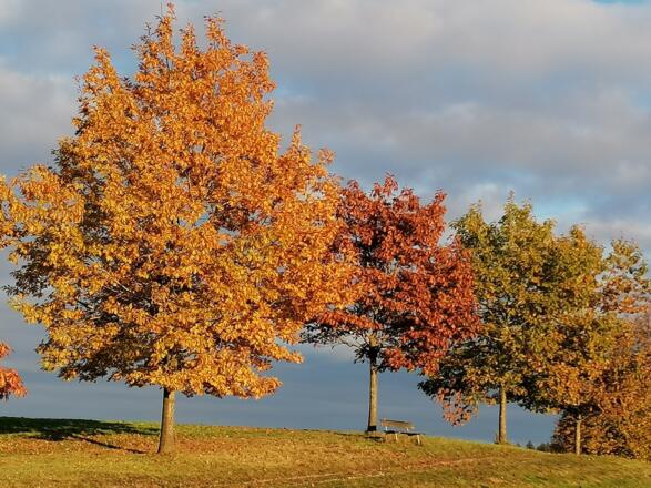 Natur im Herbst
