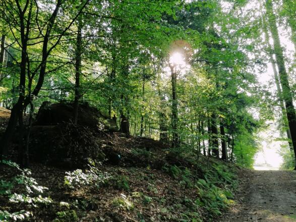 Waldweg